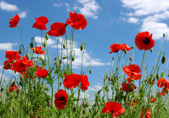 red poppies