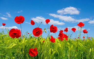 Obraz premium red poppies