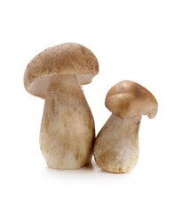 ceps mushrooms