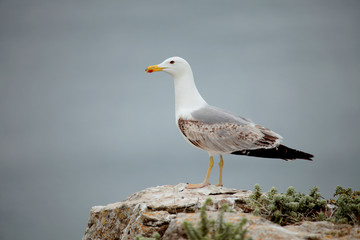 Seagull
