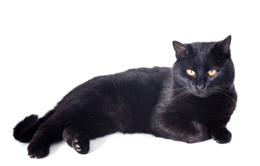 black cat