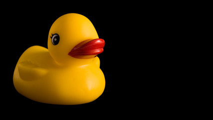 yellow Rubber Duck on black Background