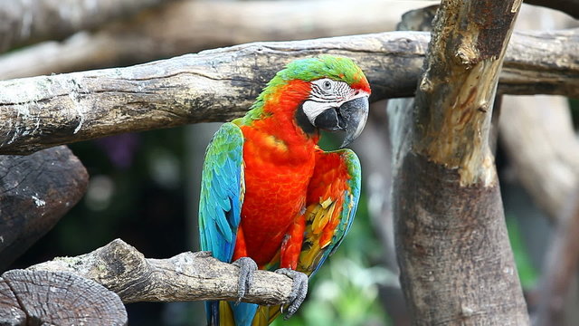 The red-and-blue Macaw