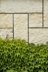stone wall dotted with wine