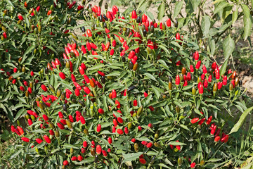 chili pepper