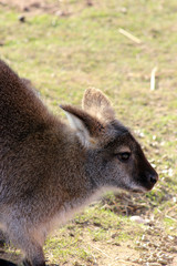 wallaby