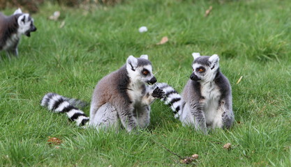 Ring tailed lemur