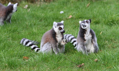 Ring tailed lemur © Alison Bowden