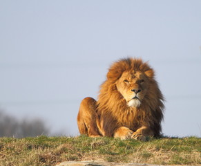 Obraz na płótnie Canvas Samiec lwa