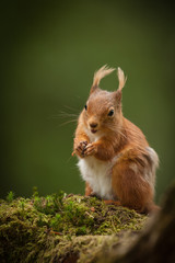 Red Squirrel