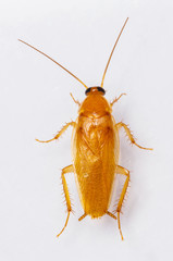 Smooth cockroach - Symploce pallens