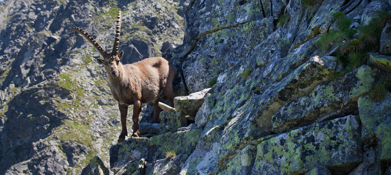 Alpine ibex wild goat lives in  mountains of Europe