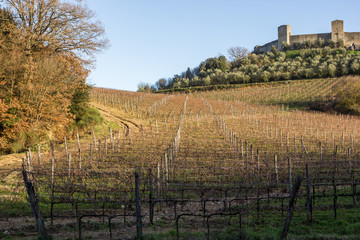Fototapeta na wymiar Winnice w zimie blisko do Monteriggioni, Toskania, Włochy