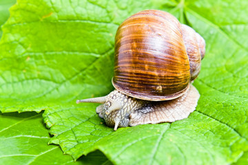 snail eating green vine leaves