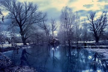 Infrared lake with swans