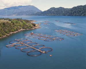salmon cages