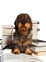 Dackel beim Lesen