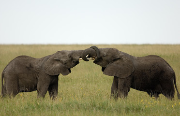 Two African Elephant playfighting.