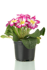 Beautiful pink primula in flowerpot, isolated on white