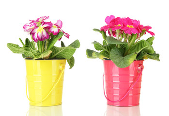 Beautiful pink primulas in .pails, isolated on white