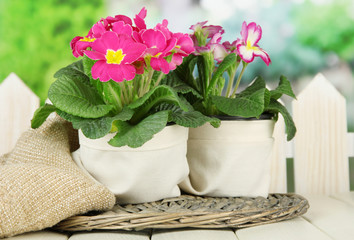 Beautiful pink primula in flowerpot,