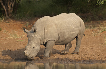 Rhinoceros