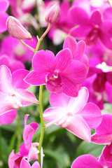 Obraz na płótnie Canvas beautiful pink orchid