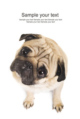 Close-up of Pug
