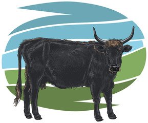 Aurochs