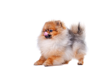 Zverg Spitz, Pomeranian