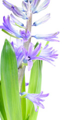 Violet flowers(hyacinth) on white close up