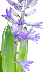 Violet flowers(hyacinth) on white close up