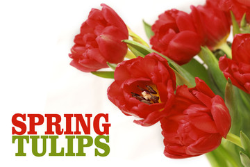 beautiful red tulips 