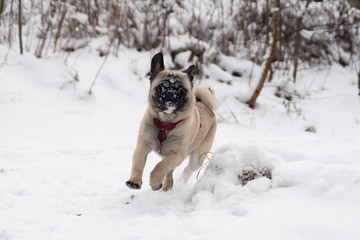 rennender mops in winterlandschaft