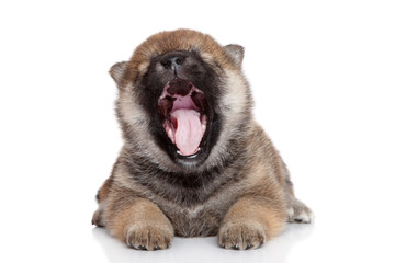 Fototapeta premium Shiba-inu puppy yawn