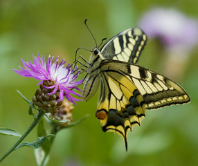 Machaon butterfly on the Centaurea flower