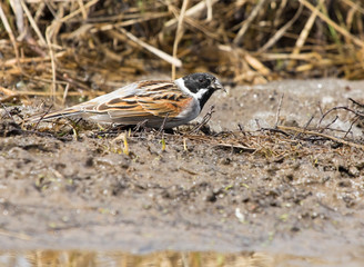 Common Reed bunting in dirt