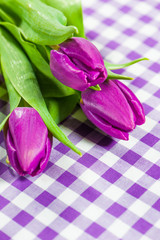 Purple tulips - Lila Tulpen