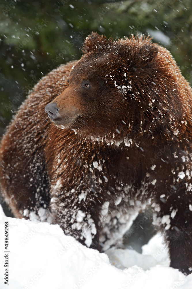 Canvas Prints Brown bear