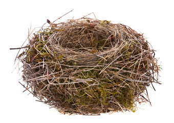 Bird nest isolated