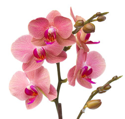 red orchid flowers close up