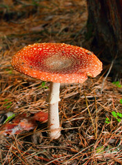 Amanita mushroom in forest