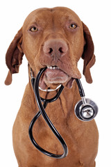 dog as a nurse