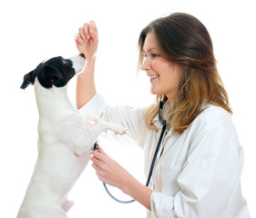 Female veterinarian examining jack russell terrier