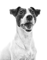 Portrait of jack russell terrier. Black and white - obrazy, fototapety, plakaty