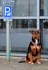 Hundeparkplatz