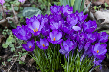 Purple crocus flowers in the spring time