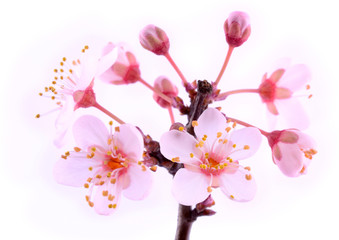 Pink flowers blossom