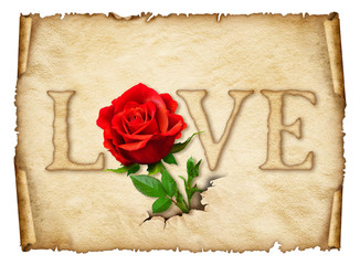 Old curly paper with red rose – space for text or images