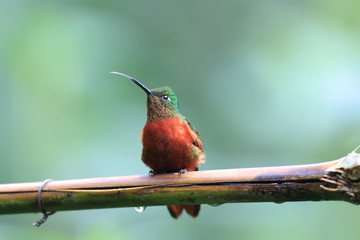 Chestnut-breasted Coronet (Boissonneaua matthewsii) in Ecuador